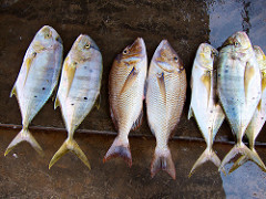 Negombo Fish Market