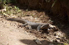 Varan - Uduwallawe National Park