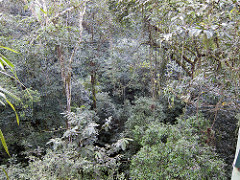 rainforest