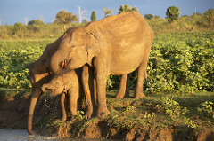 Elephants - Uduwallawe National Park