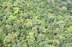 langkawi mountain forest