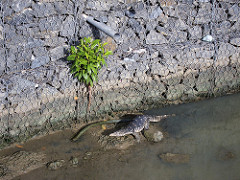varan in tangalle city