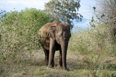 Elephant - Uduwallawe National Park