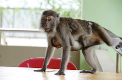 monkey family coming for tourists food