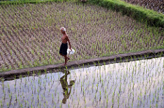 rice fields