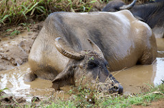Water Buffalo - Uduwallawe National Park