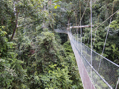 canopy walk