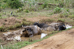 Uduwallawe National Park