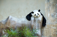 lovely panda