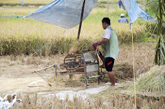 rice field work