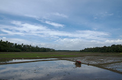 rice fields