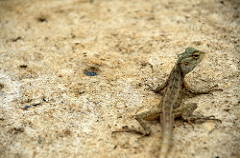 Uduwallawe National Park