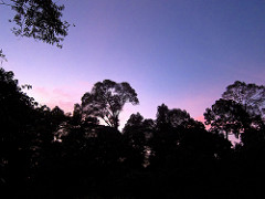sundown in rainforest