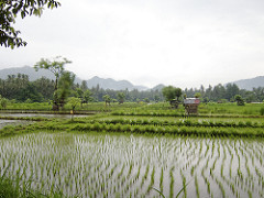 bali rice fields