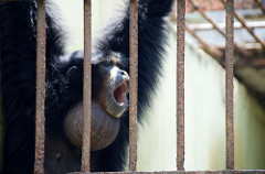 Gembira Loka Zoo: Brüllaffen