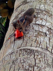 feeding squirrels at breakfast