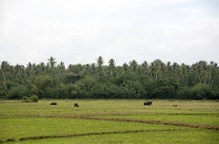 water buffalo fields