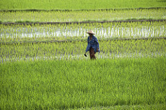 rice fields