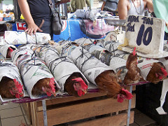 ayam (chicken) package