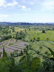 bali rice fields