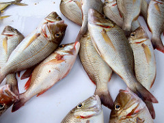 Negombo Fish Market