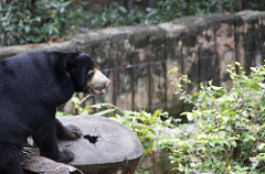 black bear