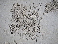 crab building structures