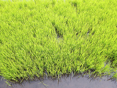 rice green