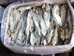 dried fish