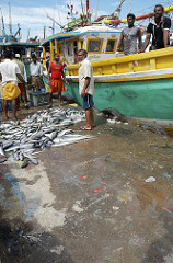tangalle fish harbour