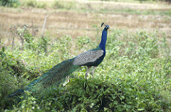 Peacock - Uduwallawe National Park