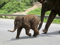 elephant baby