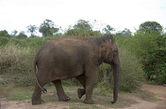 Elephant - Uduwallawe National Park
