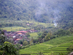 bali rice fields