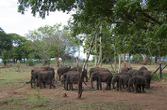 Elephants - Uduwallawe National Park