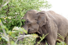 Elephant - Uduwallawe National Park