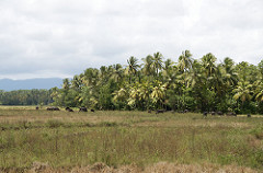 Uduwallawe National Park