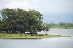 Uduwallawe National Park