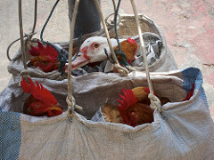 ayam (chicken) travelling