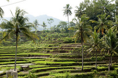 rice fields terrace