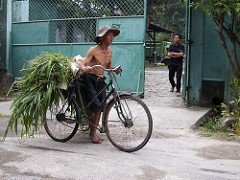 coming home from the rice field