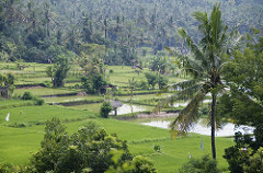north bali village