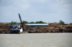 its all about tropical wood