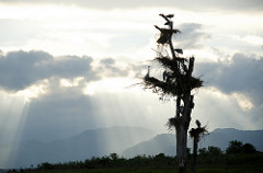 Uduwallawe National Park