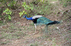 Uduwallawe National Park