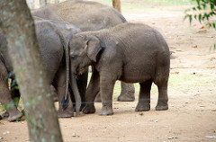 Elephants - Uduwallawe National Park