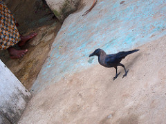 bird with foot