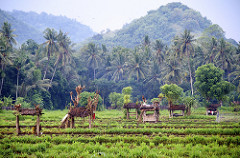 bali rice fields