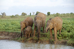 Uduwallawe National Park