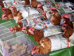 ayam (chicken) package